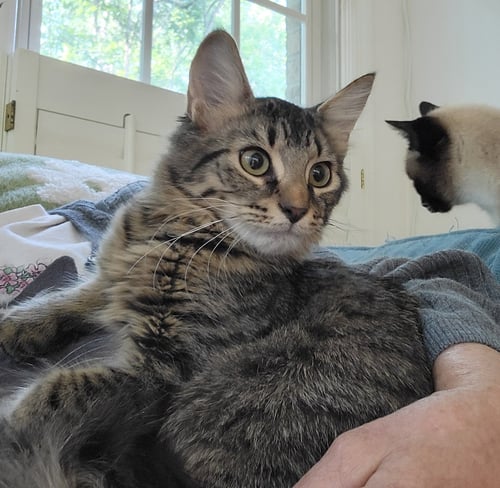 GNOCCHI - Domestic Long Hair available for adoption