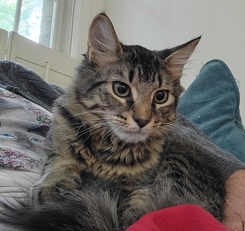 GNOCCHI - Domestic Long Hair available for adoption