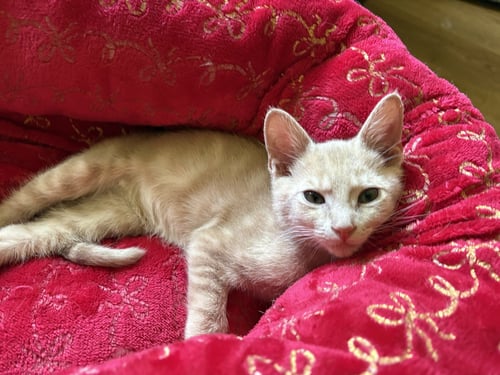 ROOMBA - Domestic Short Hair for adoption in Knoxville