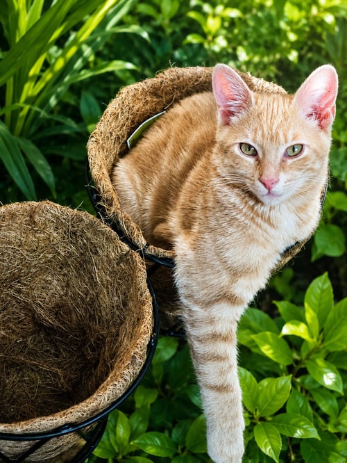 ROOMBA - Domestic Short Hair for adoption in Knoxville