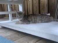 Little - Photo 2