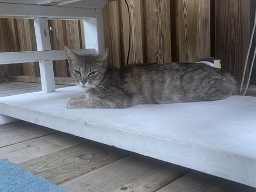 LITTLE - Domestic Short Hair available for adoption