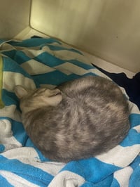 Little - Photo 3