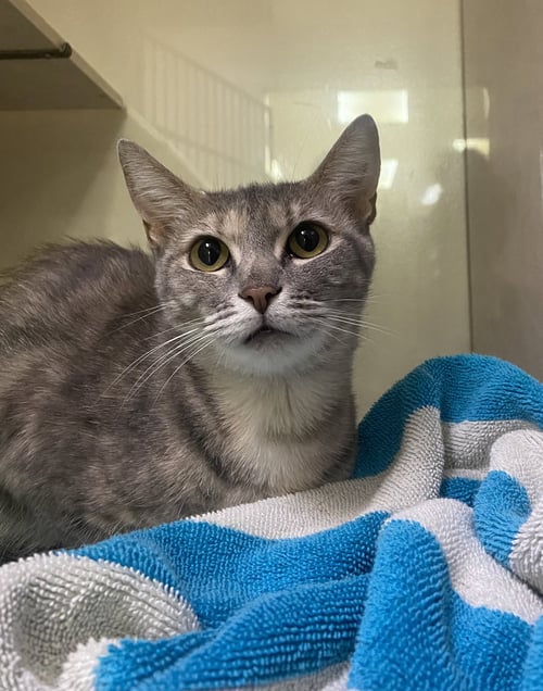 LITTLE - Domestic Short Hair available for adoption