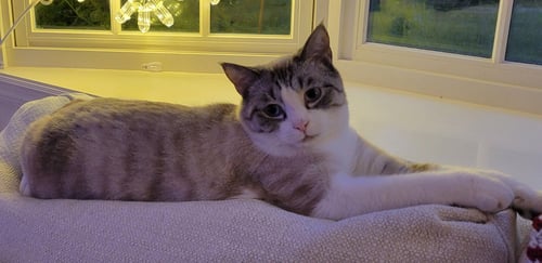 BLUE - Siamese / Snowshoe available for adoption