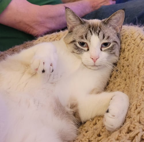 BLUE - Siamese / Snowshoe available for adoption