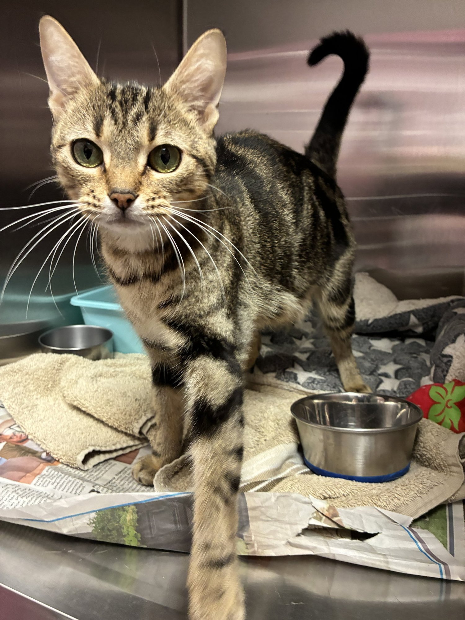 CLEO - Domestic Short Hair available for adoption