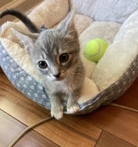 Chili - Photo 3
