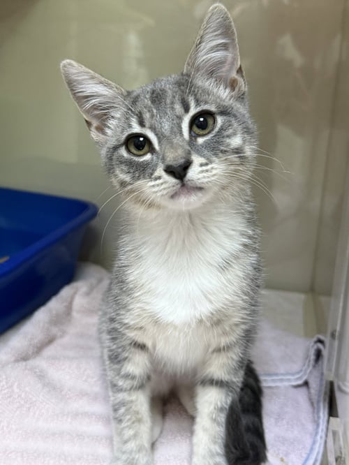 CHILI - Domestic Short Hair for adoption in Knoxville