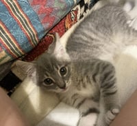 Chili - Photo 2