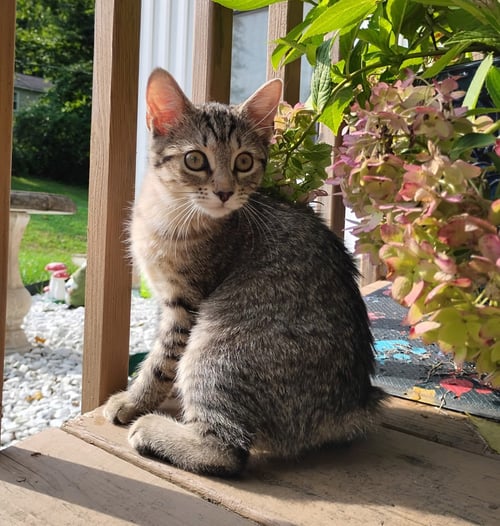 BOBBI AND RICKY - Domestic Short Hair for adoption in Knoxville