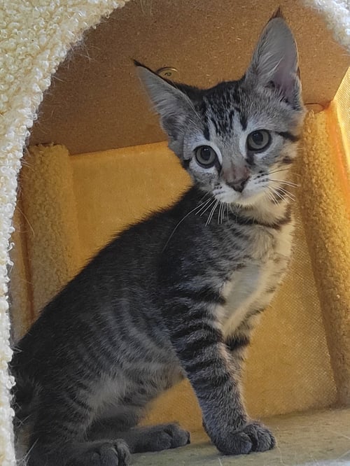 GIBSON - Domestic Short Hair for adoption in Knoxville
