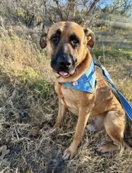 OAKLEY - Unknown available for adoption