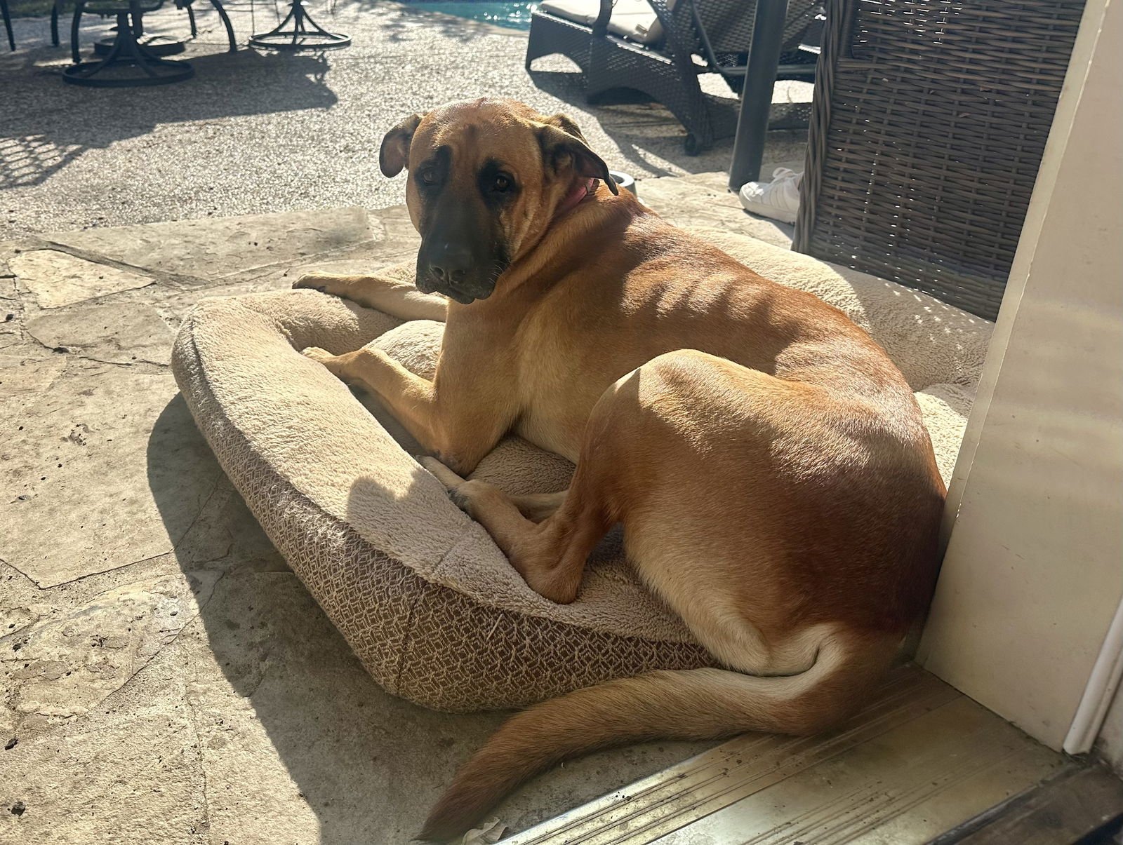 OAKLEY - Unknown available for adoption