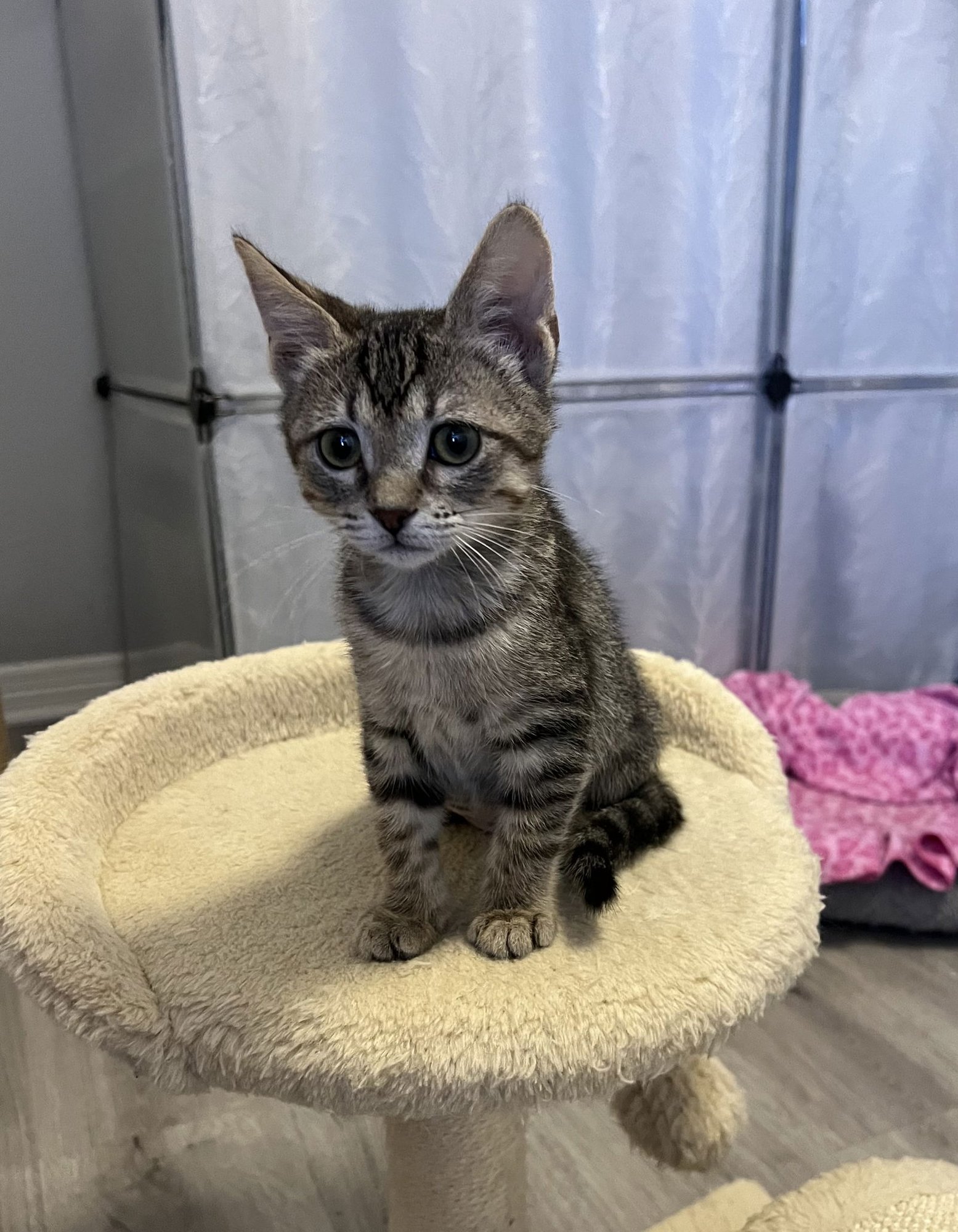 MEADOW - Tabby / Domestic Short Hair available for adoption