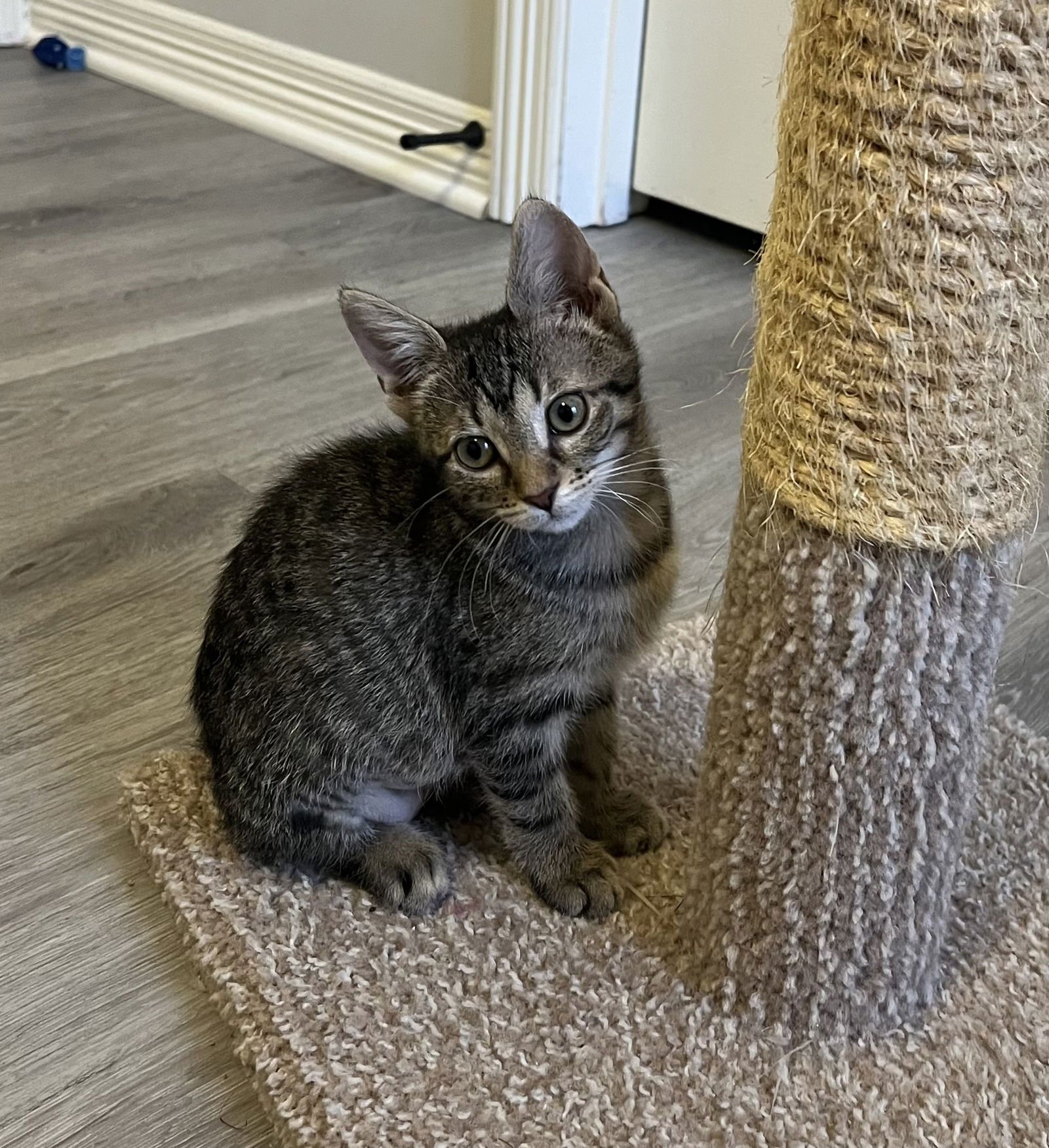 BROOKE - Tabby / Domestic Short Hair available for adoption
