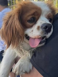 Finnegan - Photo 1