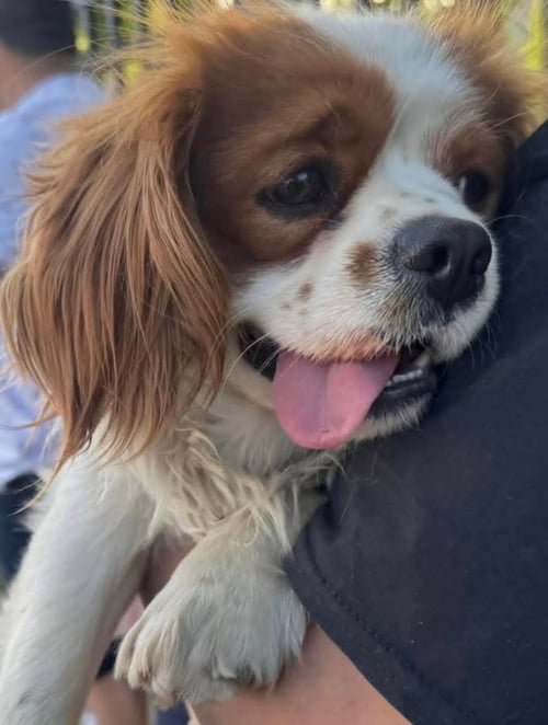 FINNEGAN - Cavalier King Charles Spaniel available for adoption