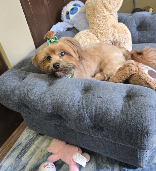 MS. JELLY BEAN - Shih Tzu / Yorkshire Terrier Yorkie available for adoption