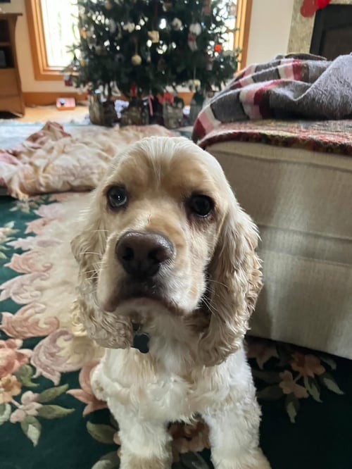 JOEY - Cocker Spaniel available for adoption