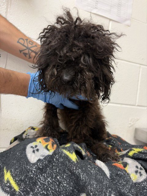 STAR - Maltese / Poodle (Miniature) available for adoption