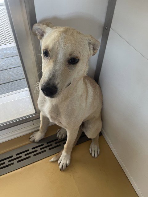 JAYDEN - Siberian Husky available for adoption