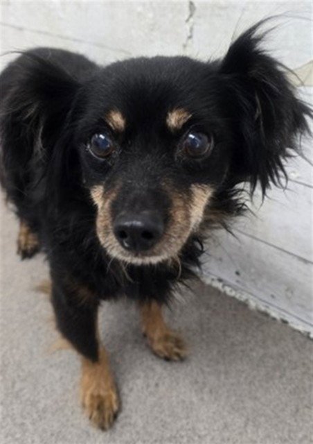 MIGHTY MOUSE - Chihuahua available for adoption