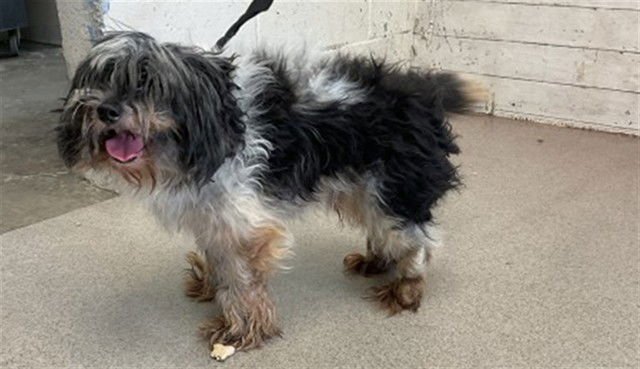 RUFUS - Terrier available for adoption