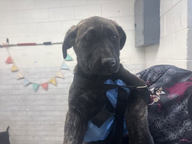 OPAL - Labrador Retriever available for adoption