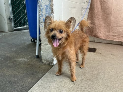 YETI - Papillon available for adoption