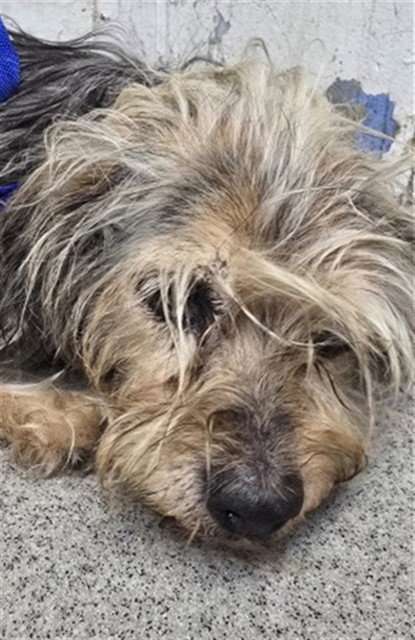 BETH - Yorkshire Terrier Yorkie available for adoption