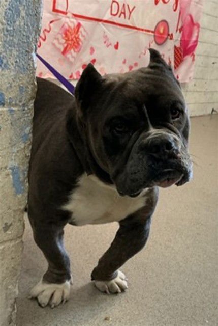 THUNDER - Pit Bull Terrier available for adoption