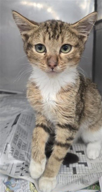 AURORA - Domestic Short Hair available for adoption