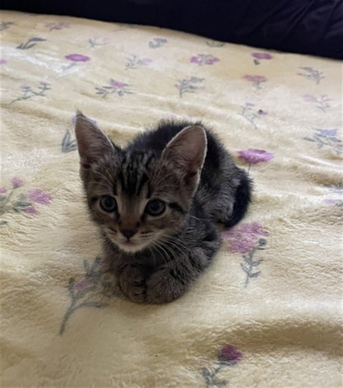 ALICE - Domestic Short Hair available for adoption