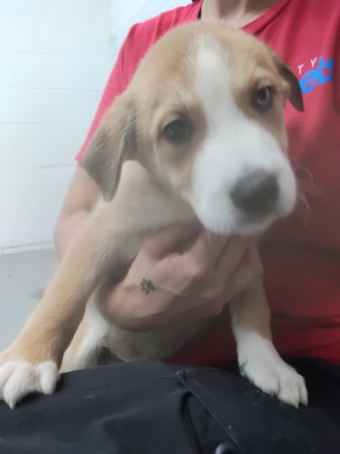 GALAXY - Labrador Retriever available for adoption