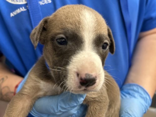 OATLEY - Pit Bull Terrier available for adoption