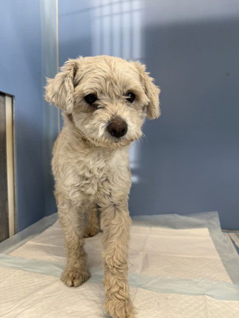 BENNY - Norfolk Terrier available for adoption