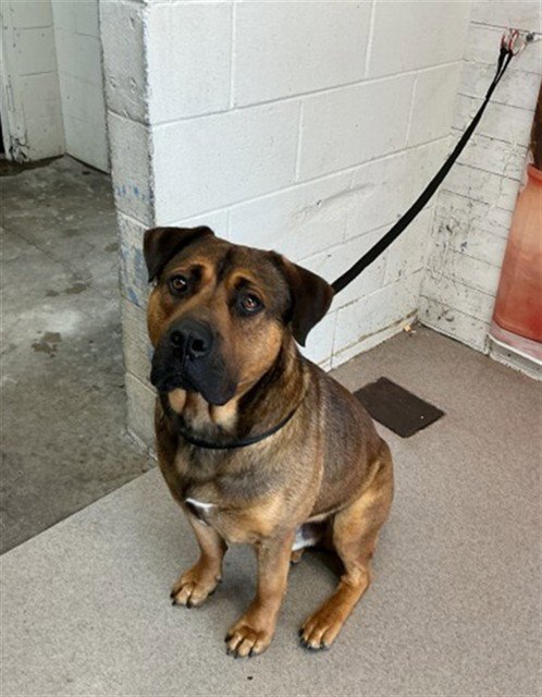GLENN - Pit Bull Terrier / German Shepherd Dog available for adoption