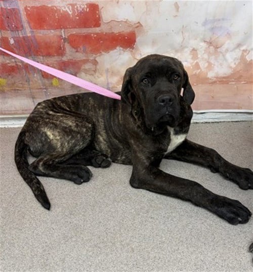 TIGRA - Cane Corso Mastiff available for adoption