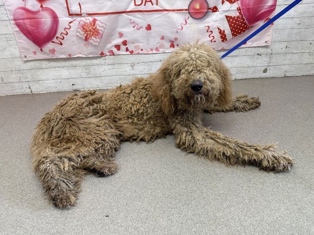 BENTLEY - Poodle (Standard) available for adoption