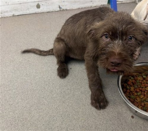 MARCO - Terrier available for adoption