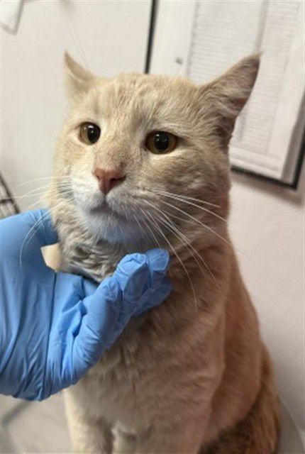 CARAMELO - Domestic Short Hair available for adoption