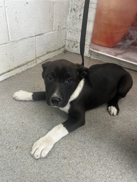 KALI - Pit Bull Terrier available for adoption