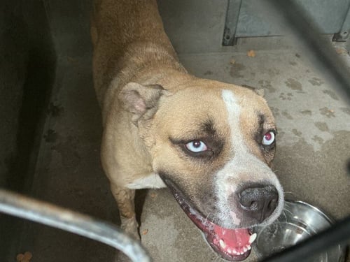 PRINCE - Pit Bull Terrier available for adoption