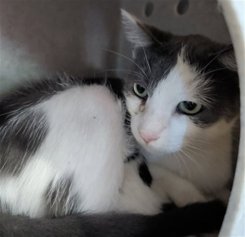 A599280 - Domestic Short Hair available for adoption