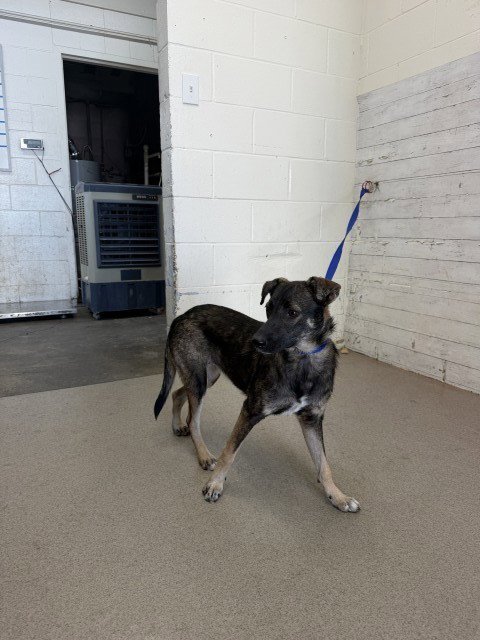 TANGO - Belgian Shepherd Malinois available for adoption