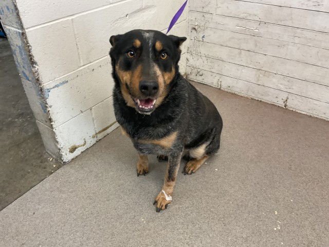 BARKLEY - Queensland Heeler available for adoption