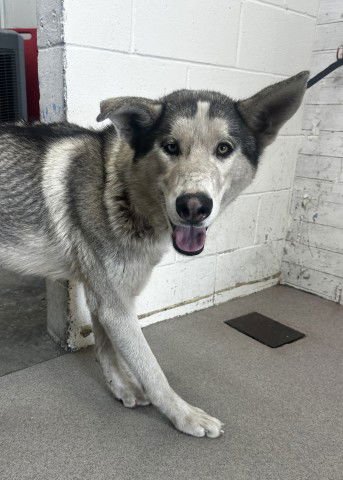 RIO - Siberian Husky available for adoption