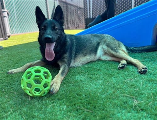 GOUDA - German Shepherd Dog available for adoption