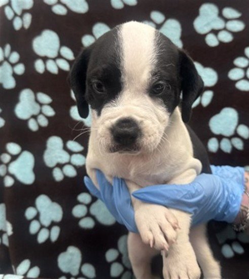 SIVILE - Pit Bull Terrier available for adoption